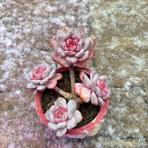 6”Echeveria ‘orange 'The highest level status
