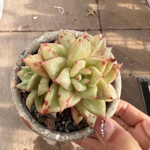 Echeveria 'Lincoln Maria' image 1