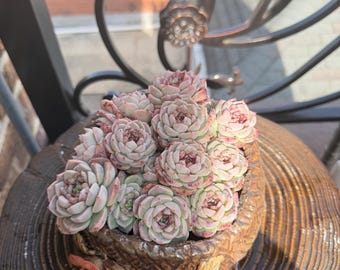 8”Echeveria 'Red Velvet' cabezas más de 10