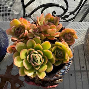 Echeveria agavoides