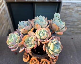 Echeveria 'White Phoenix' de 7 pulgadas