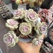 see more listings in the succulents section