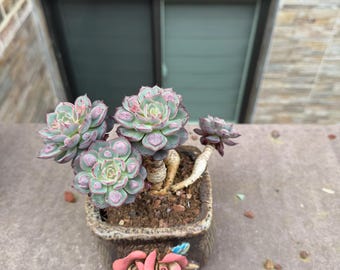 Gotas de lluvia de Echeveria de 7 pulgadas