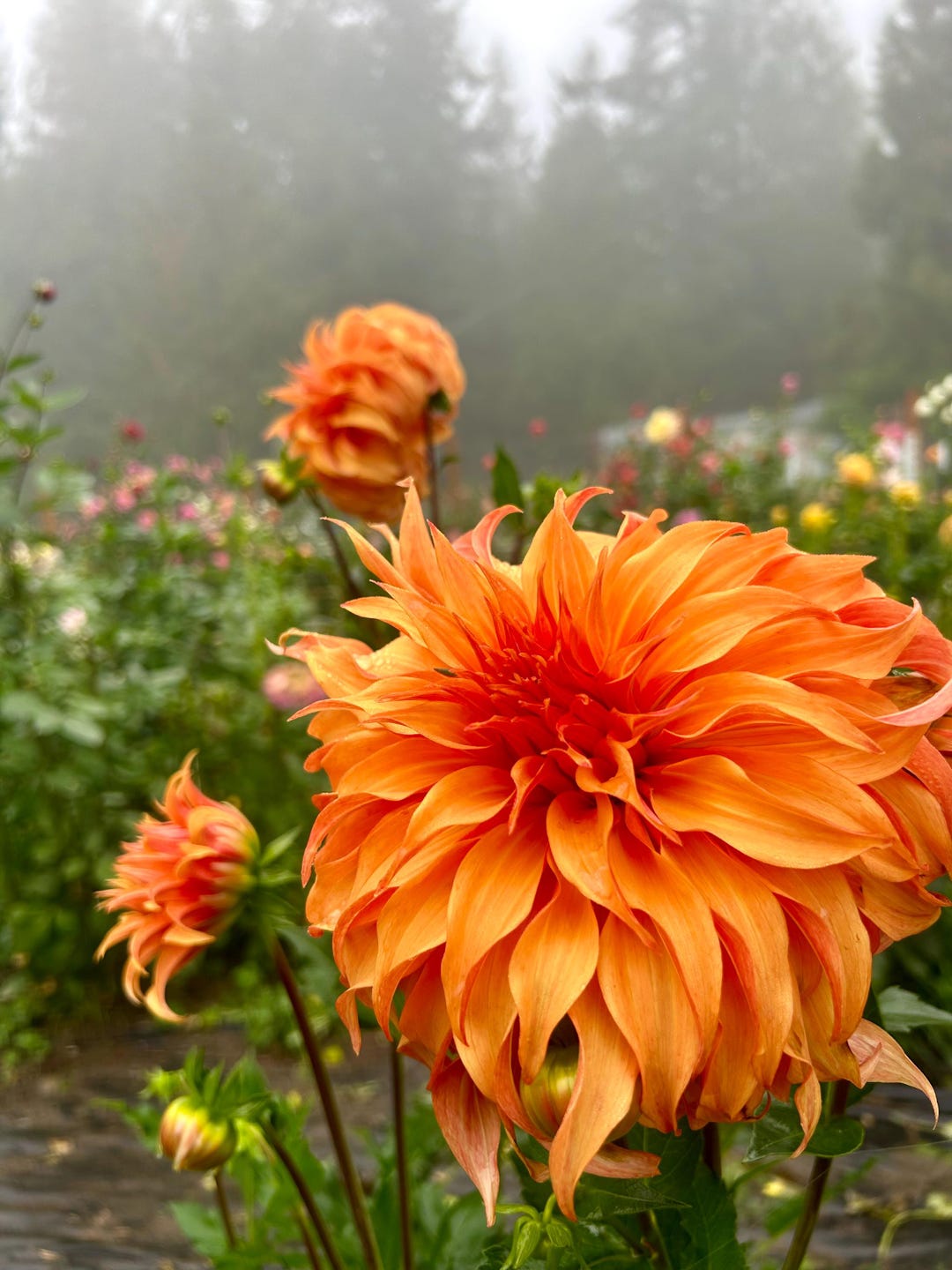 Bloomquist Jean Dahlia DAHLIA TUBER - Etsy