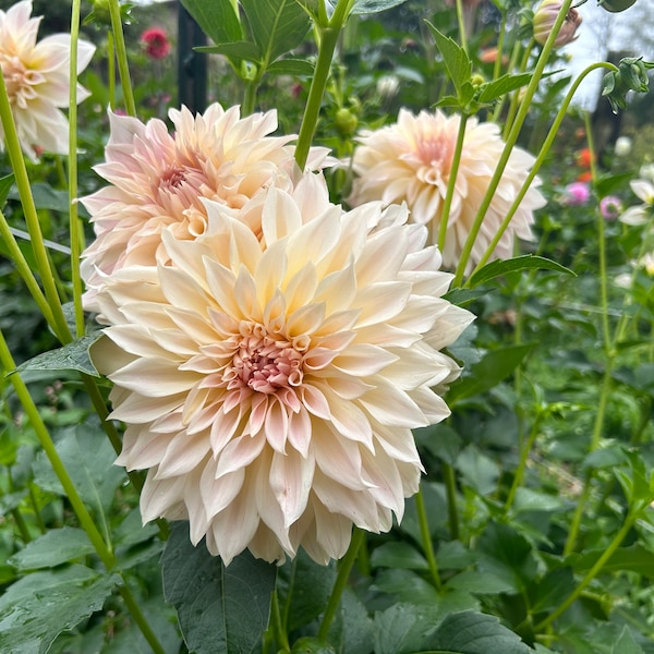 Dahlia Tubers for Sale Etsy