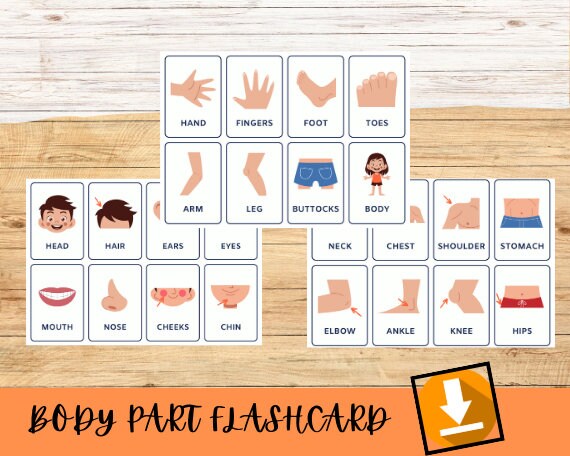 Body Part Flashcards &amp; Printable Flash Card Bundle Printable - Etsy
