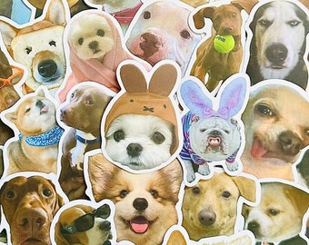 5-50 stuks Meme Hond Stickers (1) Kawaii Grappig Cadeau Waterdichte Stickers Stickers voor motorfiets, laptop, bagage, waterfles, skateboard