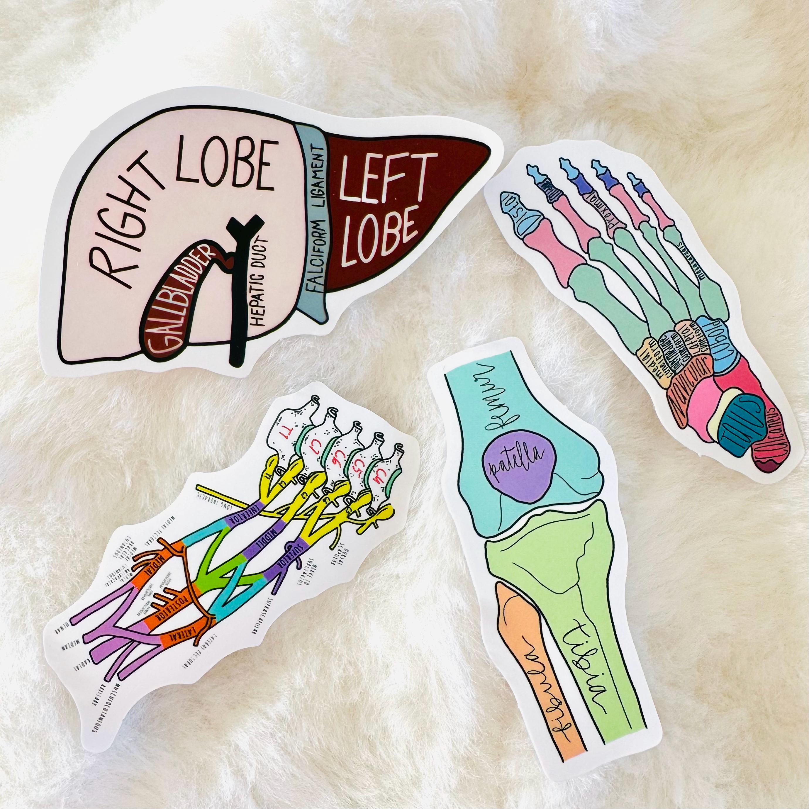 50PCS Science & Anatomy Stickers, Physiology Sticker Pack, Medical ...