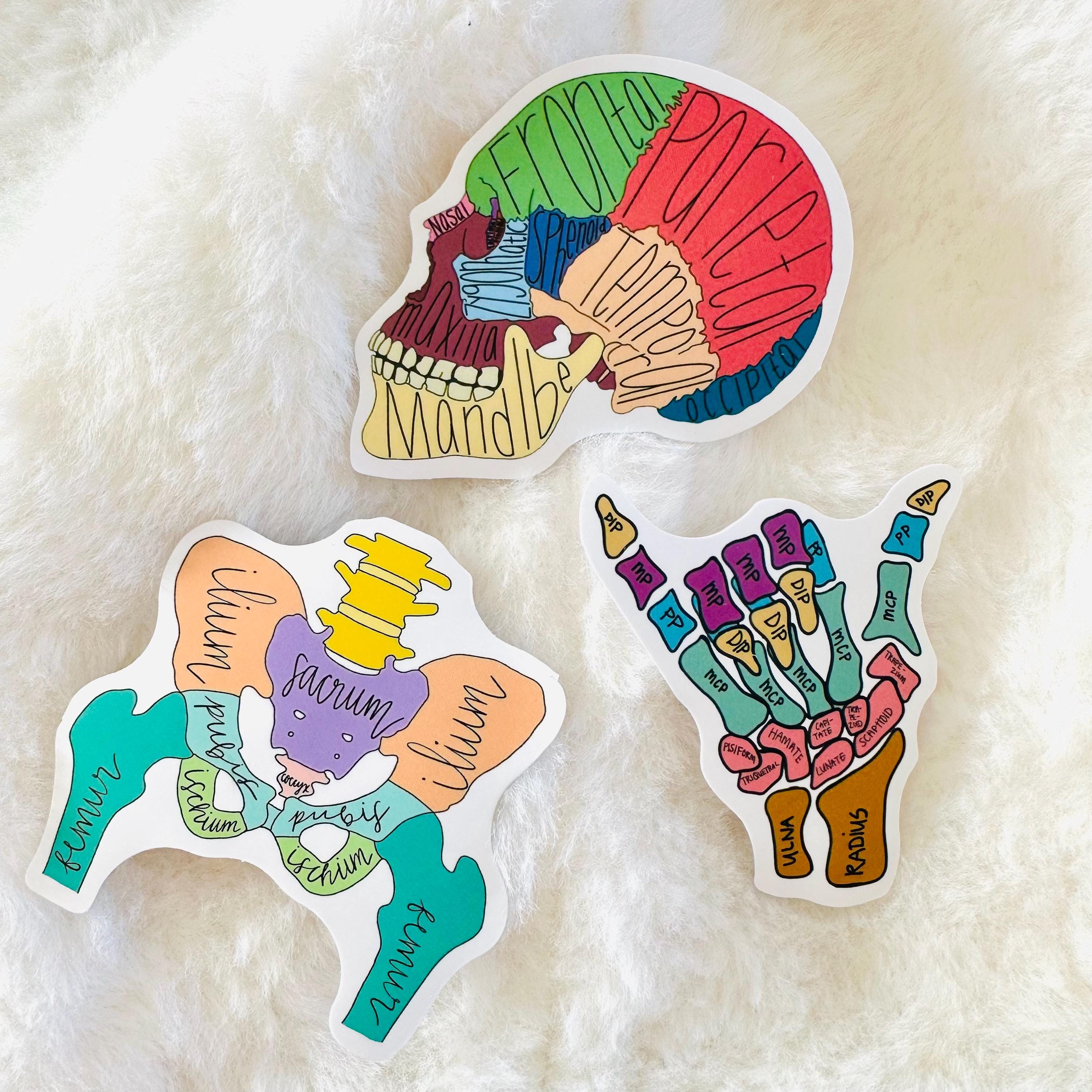 50 Science & Anatomy Stickers, Physiology Sticker Pack, Medical Study ...