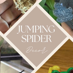 Jumping Spider Decor