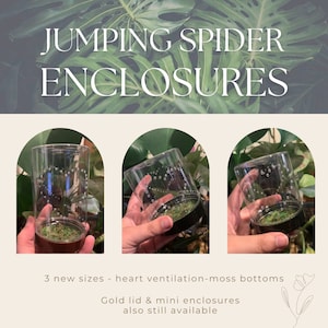 Jumping Spider Enclosures