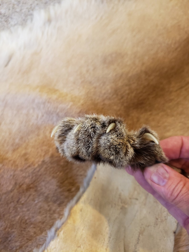 Mountain Lion Pelt Excellent Condition Etsy