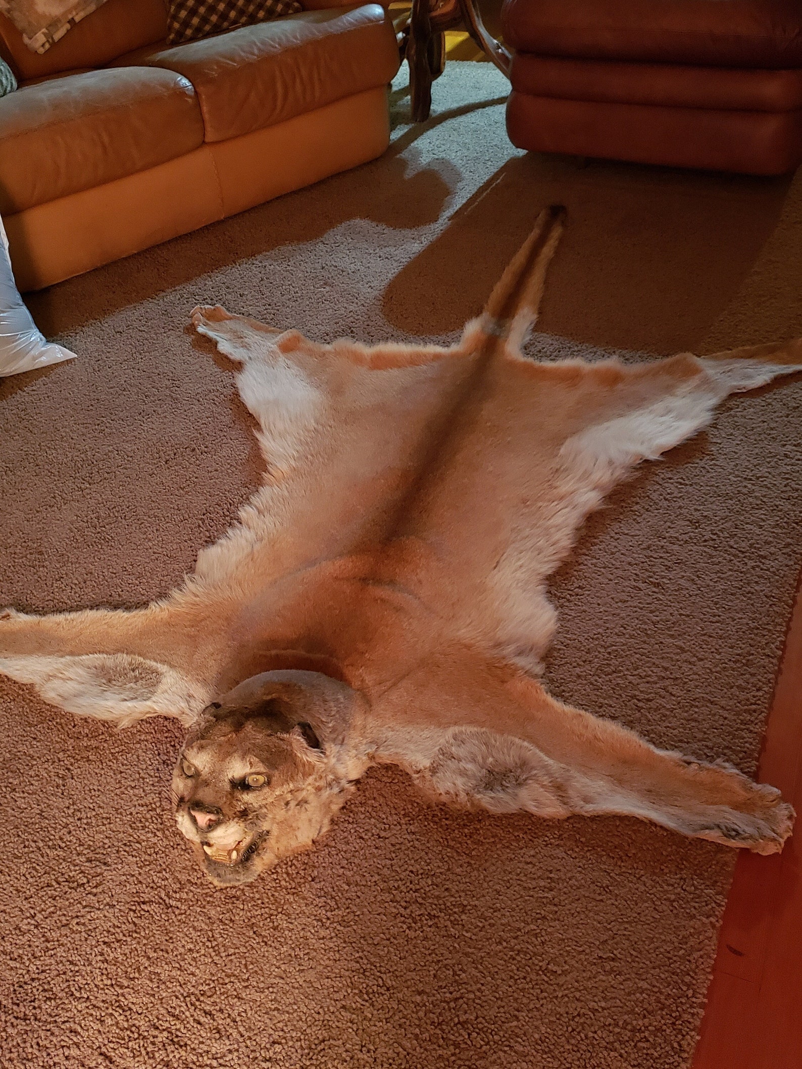 Mountain Lion Pelt Excellent Condition Etsy