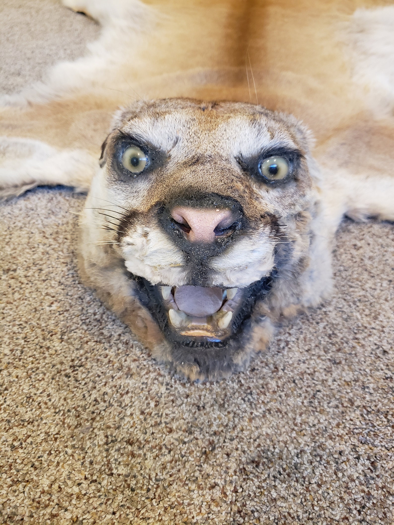 Mountain Lion Pelt Excellent Condition Etsy