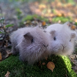 Haakpatroon cavia
