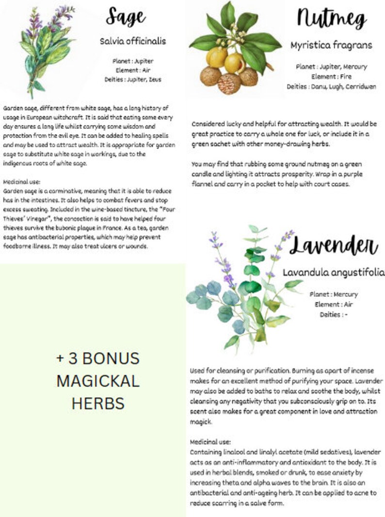 Herbalist Poster Collection. 4 Detailed Herbal Notes. Printable Posters
