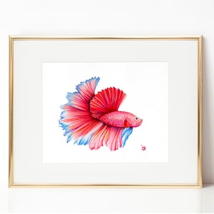 Peut inclure: Une peinture à l'aquarelle encadrée d'un poisson Betta, avec des teintes rouges, roses et bleues vibrantes. Le poisson a un design d'aileron détaillé et est posé sur un fond blanc. Le cadre est doré.