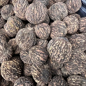 2023 Harvest - 70 Foraged Whole Indiana Black Walnuts - In -Shell Harvested FromOur Family Farm; Approximately 2lb.