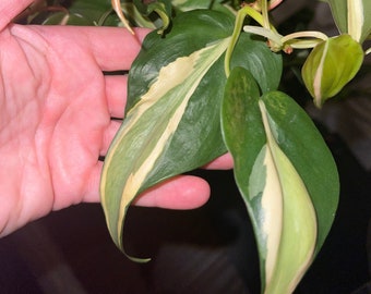 Philodendron Silver Stripe, Unrooted Cuttings, 4 Nodes