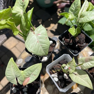 Syngonium Milk Confetti, Arrowhead Plant, Rare, Starter Plant, Small Plants, Full Plants, Fresh Unrooted Cuttings