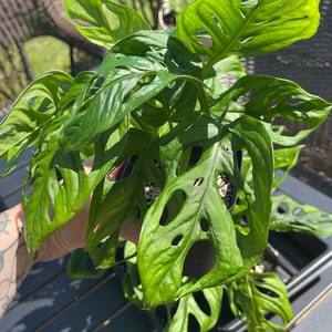 Monstera Adansonii, Swiss Cheese Plant, Vining, Large Leaf, Starter Plant, Small Plants, Full Plants, Fresh Unrooted Cuttings