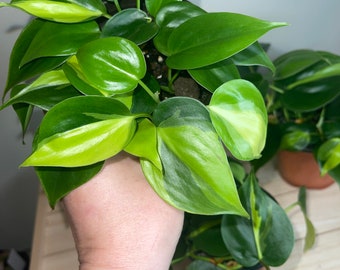 Philodendron Hederaceum, Brazil, Vining Plants, Yellow and Green Variegated