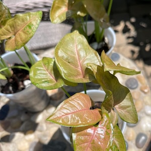 Syngonium Pink Fleck - Speckled, Arrowhead Plant, Collector&#39;s Plant, Rare, Starter Plant, Small Plant, Full Plant, Fresh Unrooted Cuttings