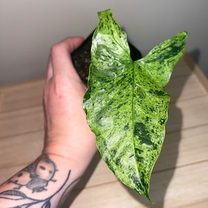 Syngonium Molted Mojito, Arrowhead Plant, Collector&#39;s Plant, Rare, Starter Plant, Small Plants, Full Plants, Fresh Unrooted Cuttings