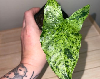Syngonium Molted Mojito, Arrowhead Plant, Collector's Plant, Rare, Starter Plant, Small Plants, Full Plants, Fresh Unrooted Cuttings