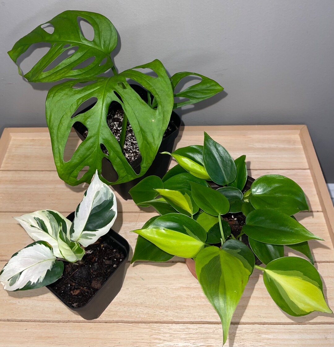 Pothos, Philodendron, Calthea, House Plant Bundles, Marble Queen ...