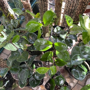 Hoya Chelsea, Carnosa, Rare, Wax Plant, Flowering Plant, Vining Plant, Starter Plant, Small Plants, Large Plants, Unrooted Cuttings