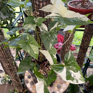 Highly Variegated Syngonium Albo, Arrowhead Vine, Starter Plant, Small Plants, Full Plants, Fresh Unrooted Cuttings