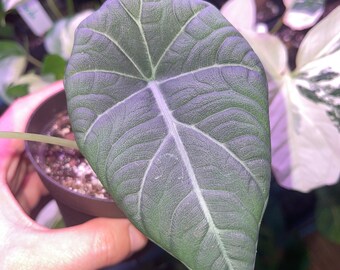 Alocasia Maharani, Starter Plant, Fully Rooted and Acclimated