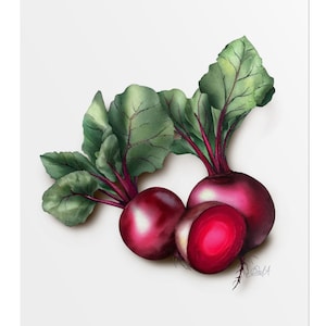 Rote Beete botanische Kunst Druck | Signierte Aquarell Gemüse Illustration