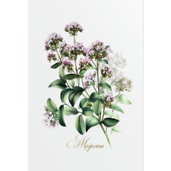 Marjoram Botanical Prints Watercolor Fine Art Home Decor Restaurant Decor Hotel Decor Spa Flower Print Wall Art Plants Marjoram Fine Artwork