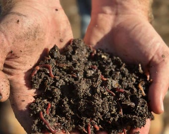 Small Batch Worm Castings 1 cup, High in biochar! For house plants, terrariums, vegetables, specialty crops