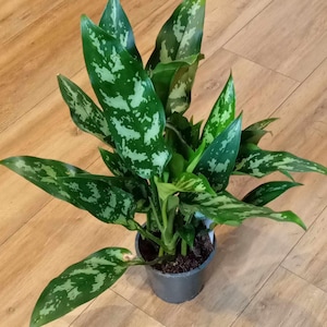 May include: An Aglaonema plant with variegated leaves featuring a mix of dark green and light silvery-green patterns. The plant is potted in a simple grey plastic container, displaying multiple upright stems and broad, lance-shaped foliage.