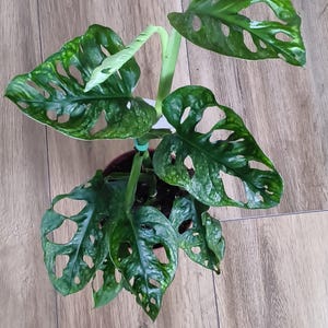 May include: A Monstera adansonii plant with variegated green and light yellow leaves featuring natural holes, known as fenestrations. The plant is potted in a dark container with a small green plastic tie securing the stems together.