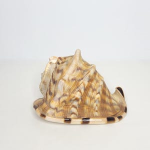 May include: A large, spiraled seashell featuring a tan and brown mottled pattern across its exterior surface. The shell has a wide, flared opening with a smooth, cream-colored rim accented by dark brown rectangular markings along the outer edge.