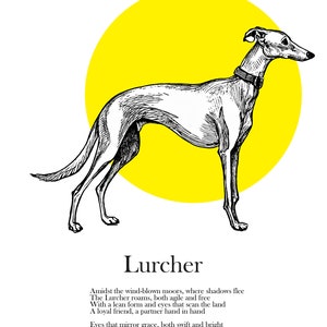 Original Lurcher Drawing, Greyhound Cross Fine Art Print and Mount included