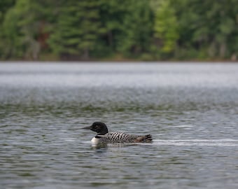 May include: A black and white loon swims on a calm lake. The bird has a black head and a white patch on its neck. The water reflects the overcast sky and the green trees on the distant shore.