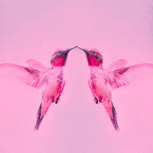 Arte digital colibrí