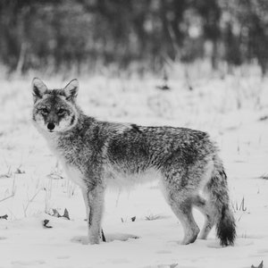 Coyote - Image numérique