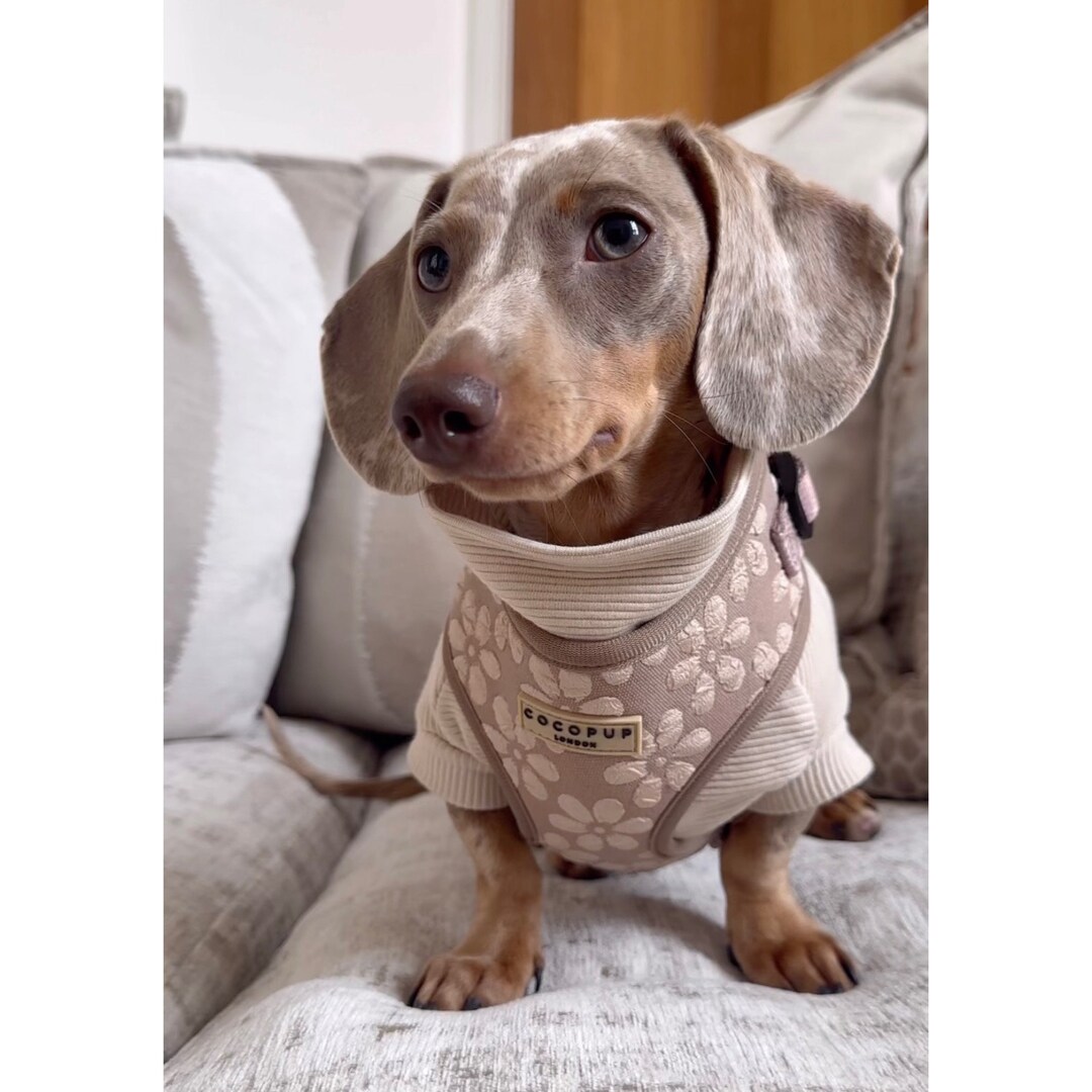 Ribbed Dachshund Jumper Etsy UK