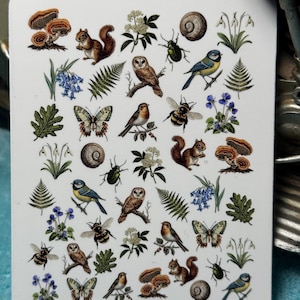 Könnte beinhalten: Quadratischer weißer Untersetzer mit einem sich wiederholenden Muster von Waldtieren und Pflanzen. Das Design umfasst Eichhörnchen, Eulen, Schmetterlinge, Vögel, Bienen, Pilze, Schnecken, Farne und blaue Blumen.