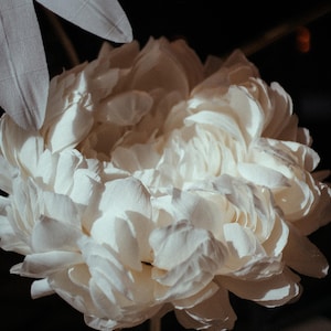 Peonie giganti in carta crespa, autoportanti. Decorazioni popolari per vetrine, eventi e location. Fiori enormi fino a 60 cm di larghezza per matrimoni.