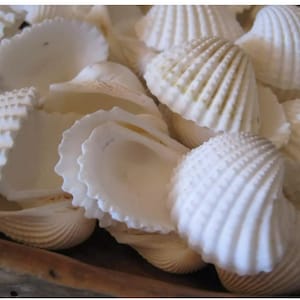 Conchiglie bianche miste da Sanibel, Florida - TUTTO BIANCO