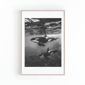 Schwarz weiß Fotografie von Orca Wal, Orca Wal Foto, Meerestiere, Schwertwal, Ozean Fotografie, Digitaldruck, Sofort Download
