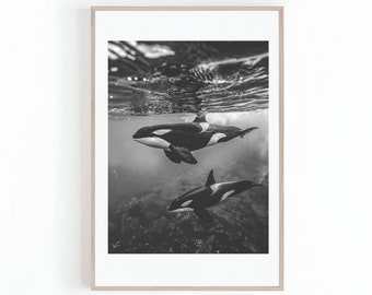 Photographie noir et blanc d'épaulard, photo d'épaulard, animaux marins, épaulard, photographie d'océan, impression numérique, téléchargement immédiat