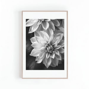 May include: Black and white photograph of two dahlias in full bloom. The petals are soft and delicate, with a subtle texture. The image is framed in a simple, modern frame.